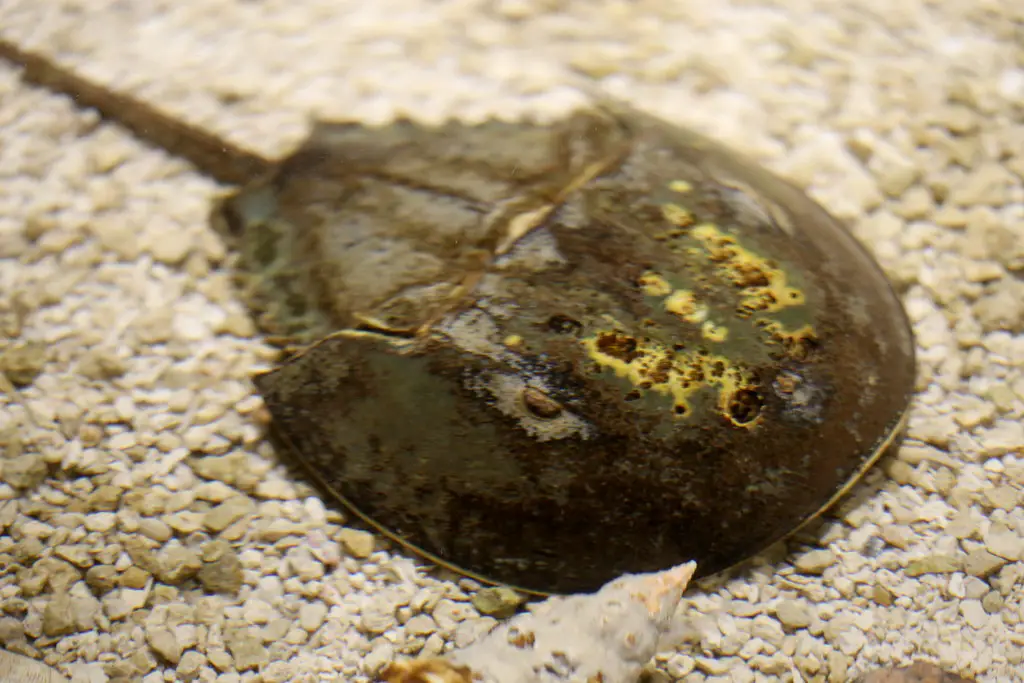 horseshoe crab Tex state aquarium