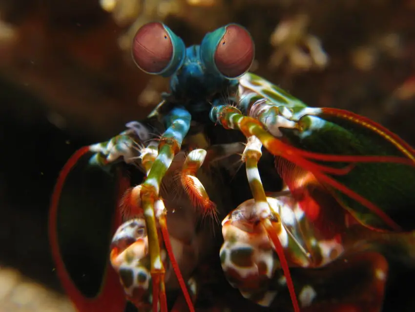 Mantis Shrimp macro - Odontodactylus scyllarus