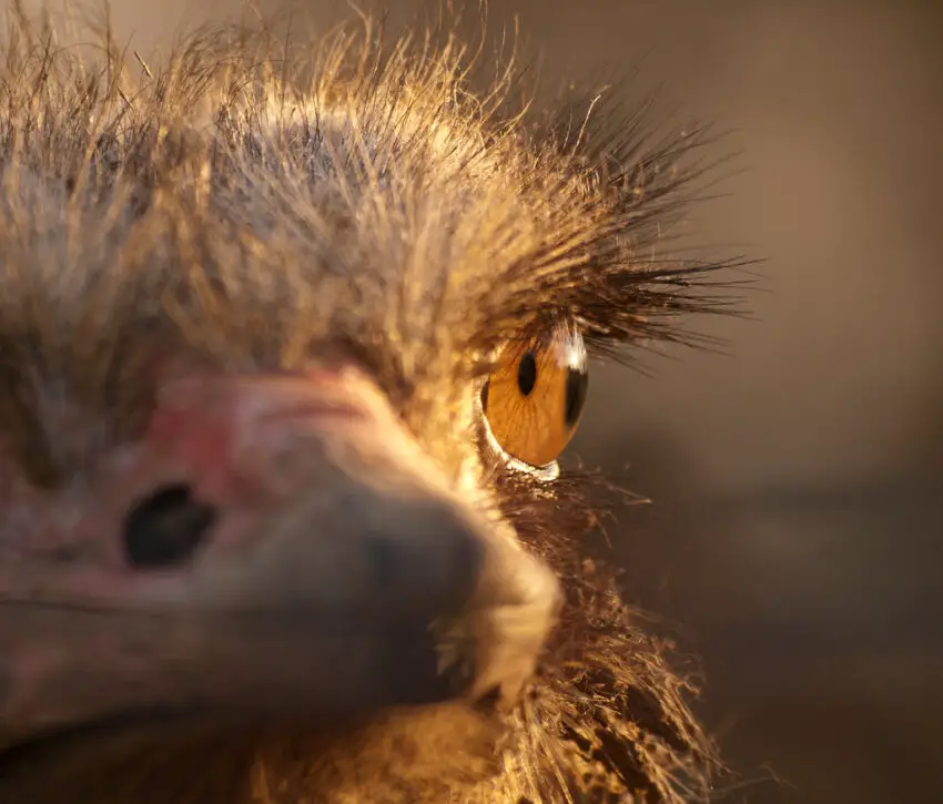 Ostrich Close-up