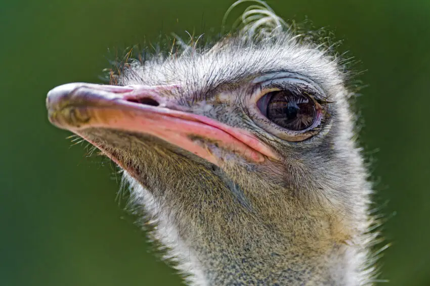 Portrait of a funny ostrich