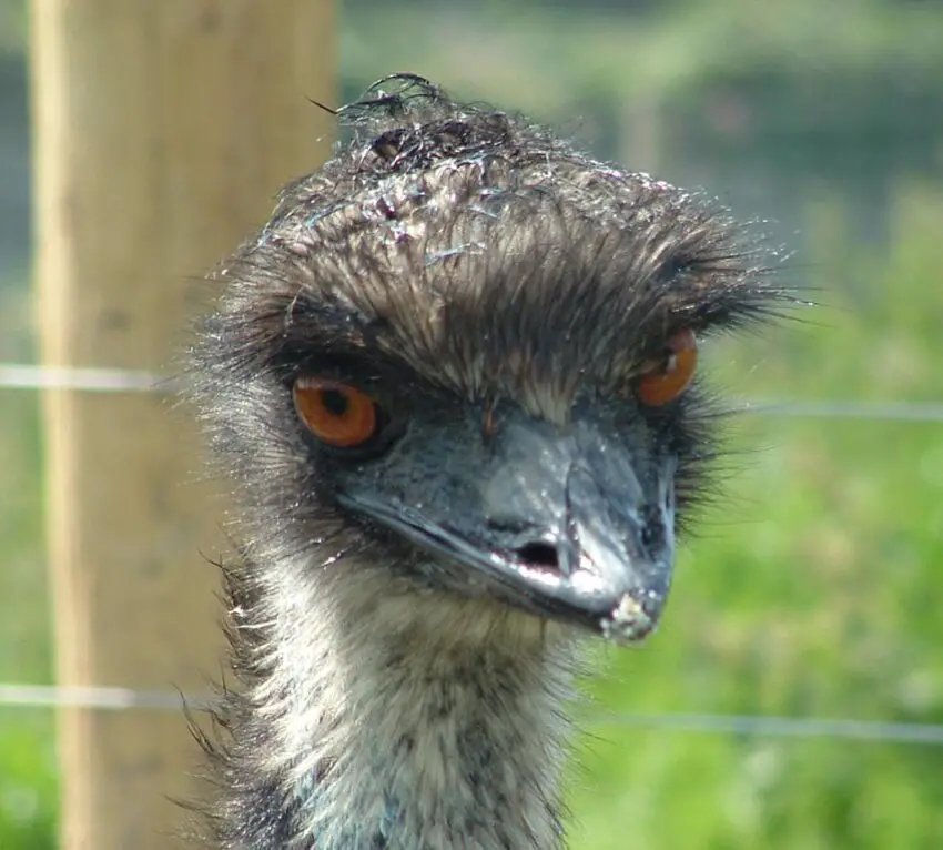 Ostrich Eyes