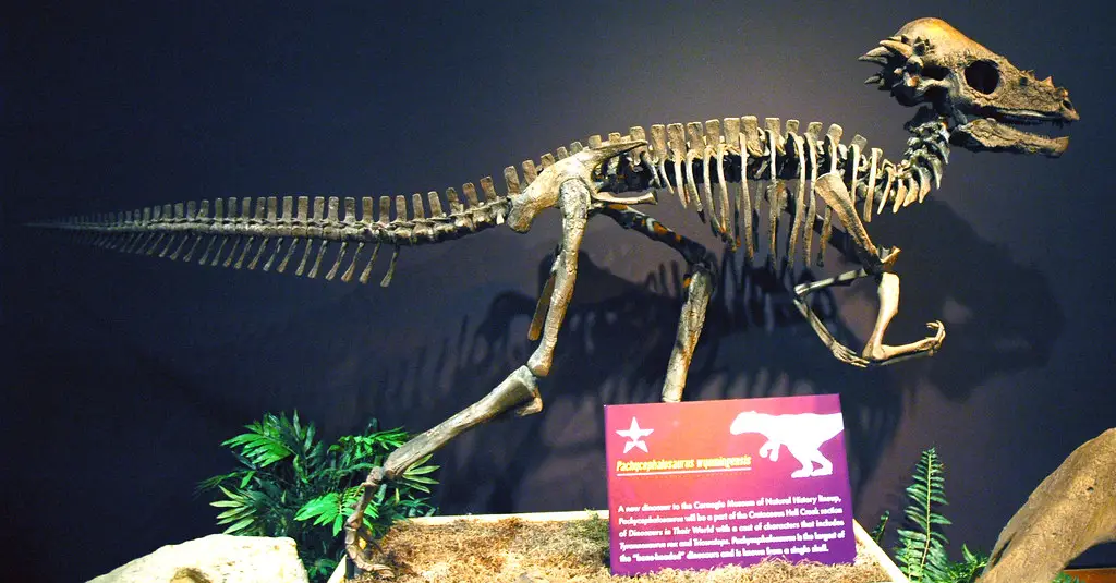 Pachycephalosaurus wyomingensis dinosaur (Upper Cretaceous; Montana, USA) 1