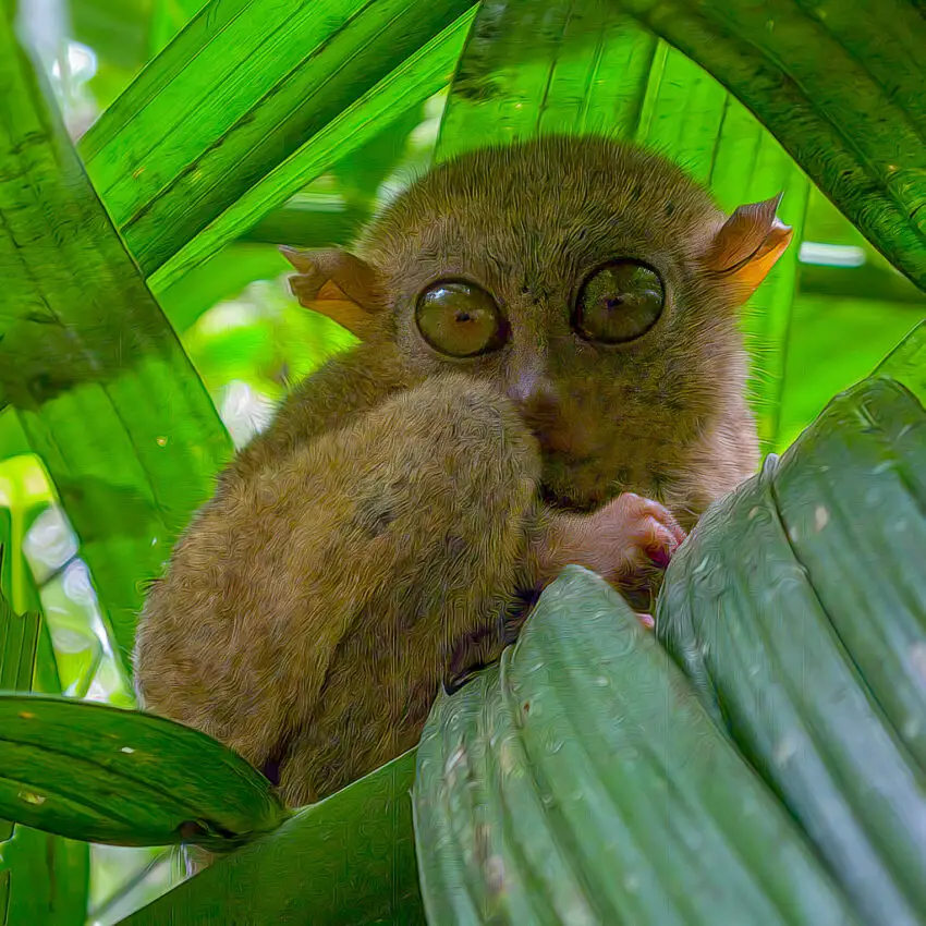 Tarsier Eyes