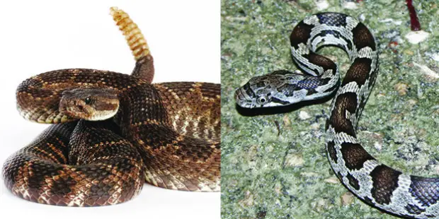 Rattlesnake vs Rat Snake 