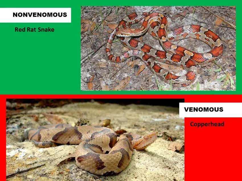 Red Rat Snake vs Copperhead Comparison