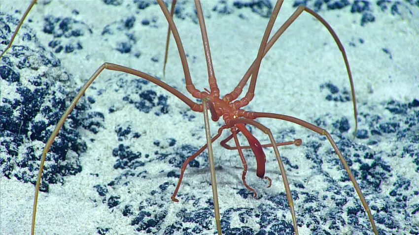 Sea Spider Eyes