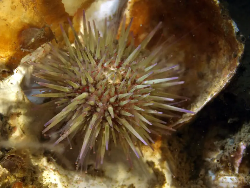 Green Sea Urchin