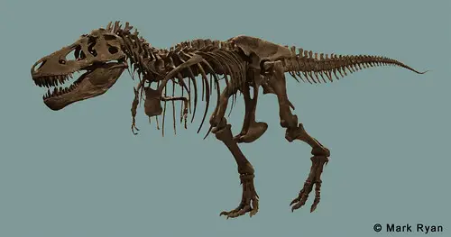 tyrannosaur tail