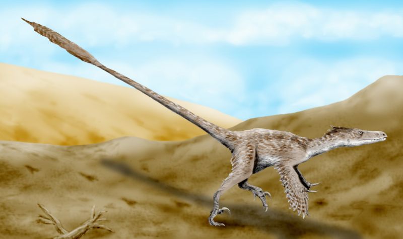 Velociraptor mongoliensis