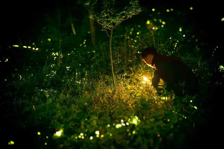 Where do fireflies live?