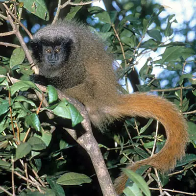 Image result for Masked Titi (Callicebus personatus)