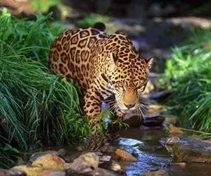 Jaguar - PANTHERA ONCA