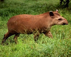 Brazilian tapir 