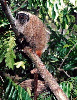 Image result for Callicebus coimbrai