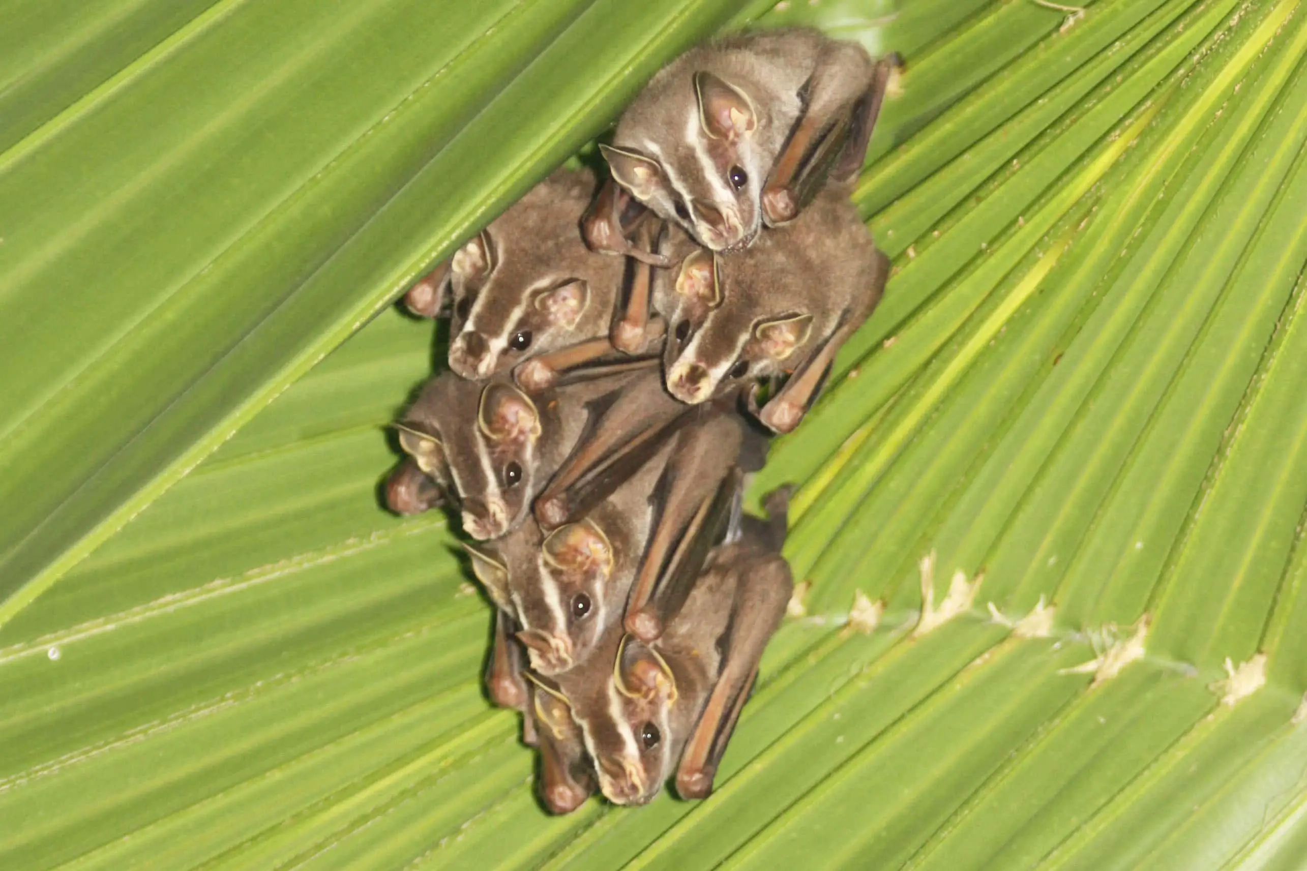 Image result for Recife Broad-nosed Bat (Platyrrhinus recifinus)