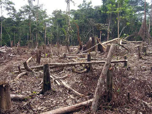 amazon deforestation