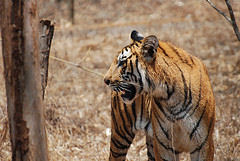 bengal tiger