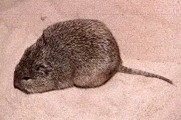 Bishop's Fossorial Spiny Rat