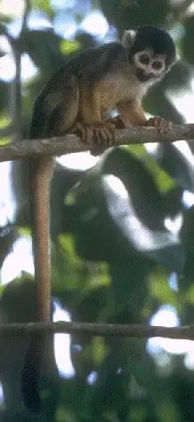 Blackish Squirrel Monkey