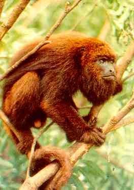 Brown Howler Monkey