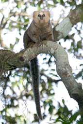 buffy-headed marmoset