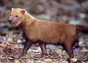 Bush Dog