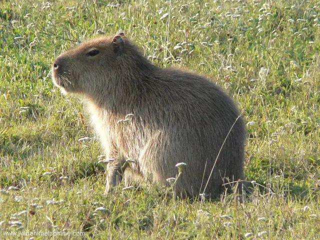 Capybara ( Hydrochoerus hydrochaeris )