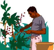 Coffee Bean Harvester