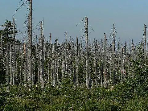 pollution effects, sulfur pollution, trees