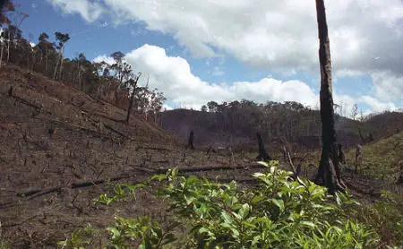 rainforest destruction madagascar