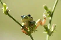 frog sitting on a branch