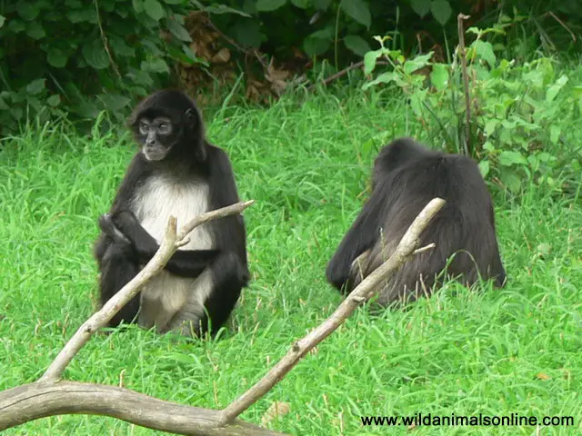 Geoffroy's Spider Monkey ( Ateles geoffroyi )