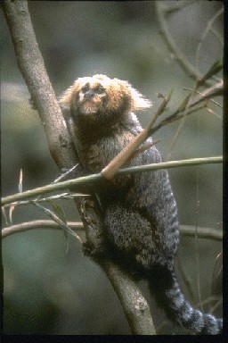 Geoffroy's Tufted-ear Marmoset