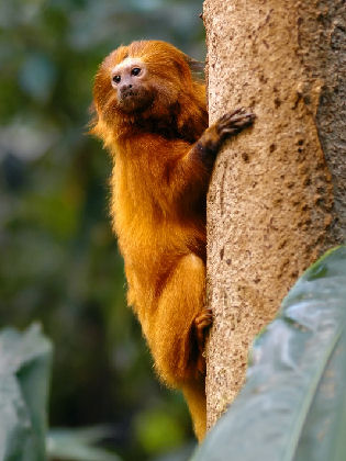 golden lion tamarin