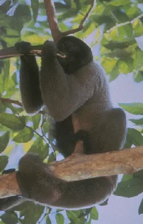 Gray Woolly Monkey