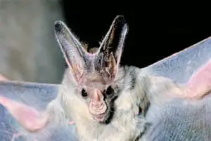 Greater Ghost Bat