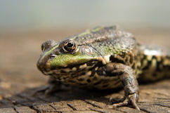 green frog