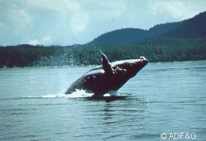 Humpback Whale