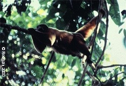 Lowland Woolly Monkey