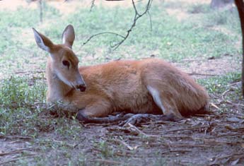 Marsh Deer