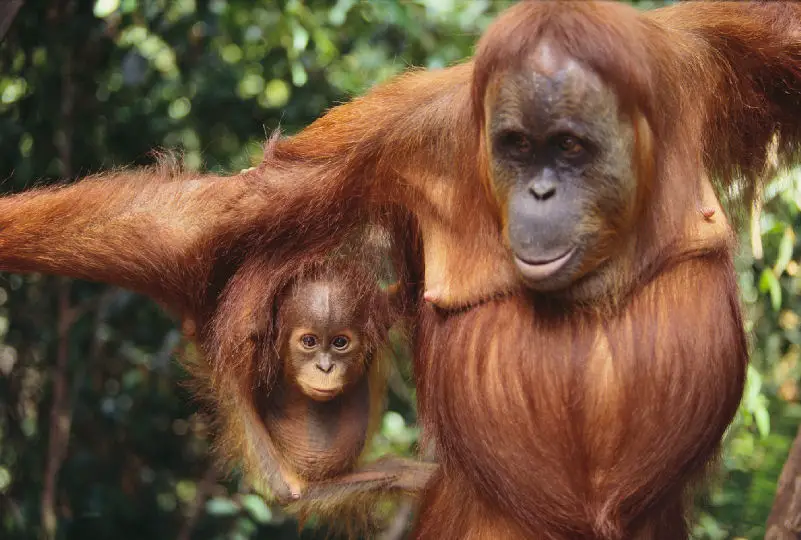 endangered orangutans