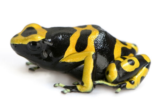 Poison Dart Frog