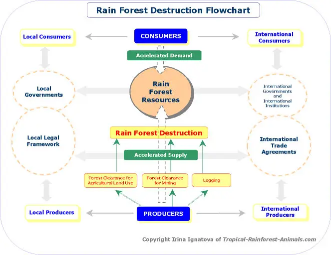 rain forest destruction flowchart