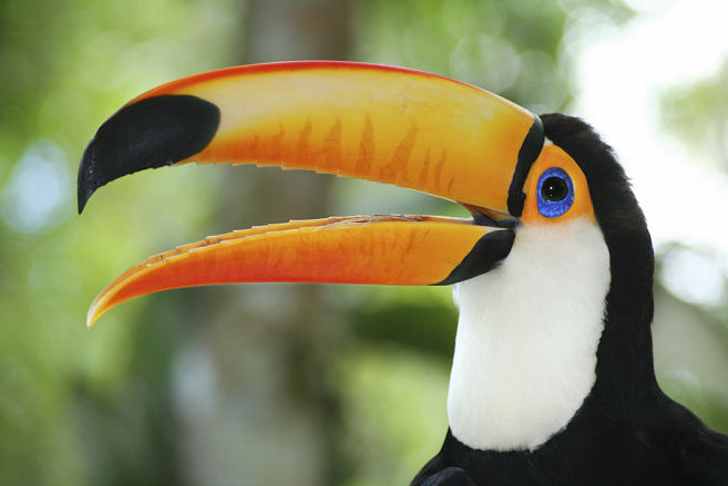 rainforest toucan