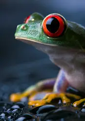 red eyed tree frog