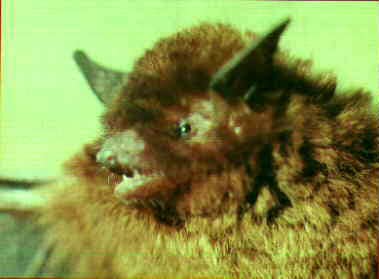 Red Myotis