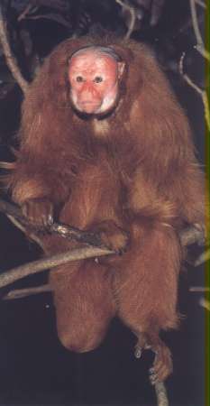 Red Uakari