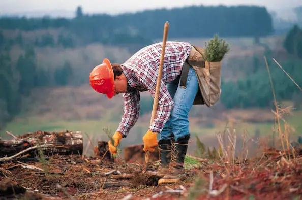 reforestation, tree planting