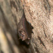 Sac-winged Bat