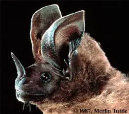 Schultz's Round-eared Bat